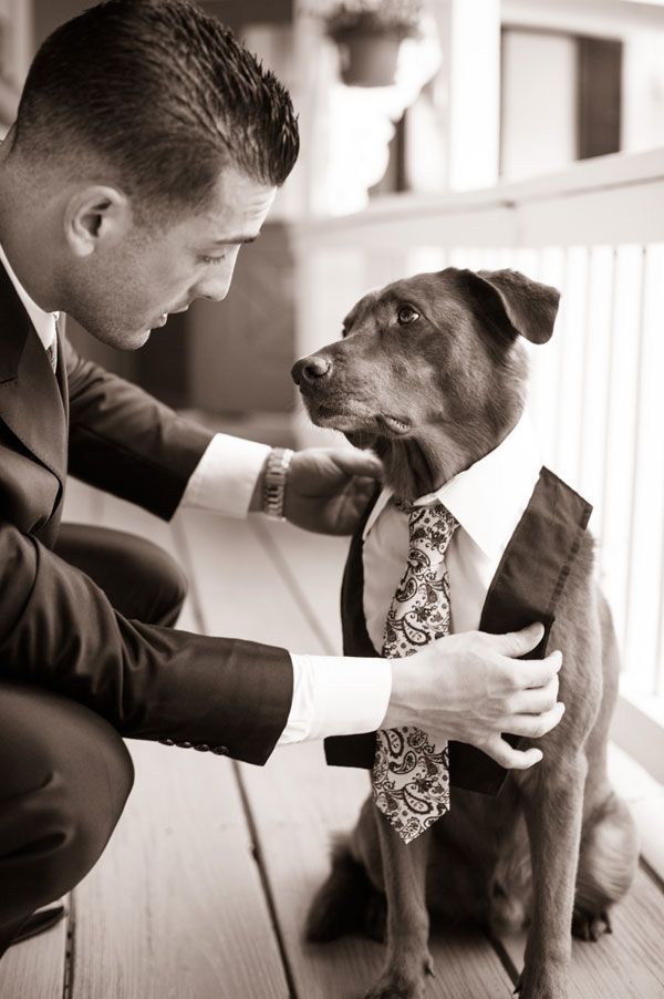 Dog Dressed in Tuxedo for the Wedding Party