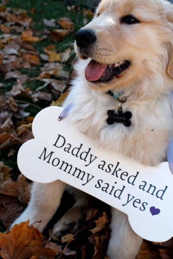 What better way to announce it? Couples who have pets could use this adorable idea! Source: http://barkpost.com/creative-announcements/